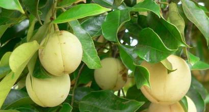 Nutmeg - mga katangian at gamit sa pagluluto