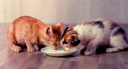 Mga pangarap ng mga kuting.  Bakit ka nangangarap tungkol sa mga kuting?  Ano ang ginawa mo sa pusa sa iyong panaginip?