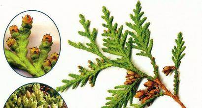 Flowering and fruiting of thuja, growth and development of shoots and roots of thuja, environmental features